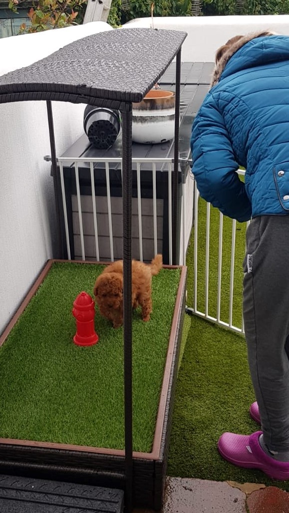 Toilet/Potty Training - Dog Training Advice and Support