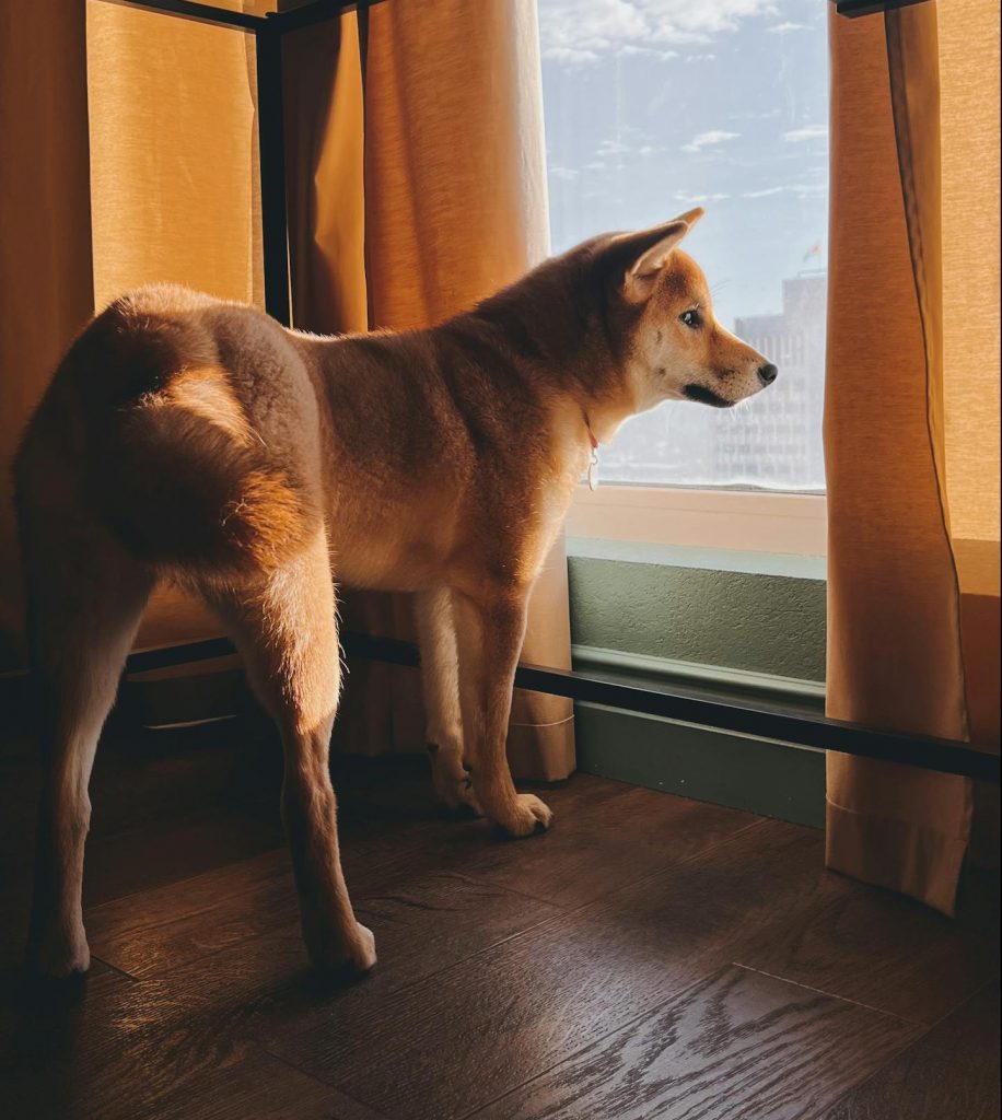 Dog Looking through Window