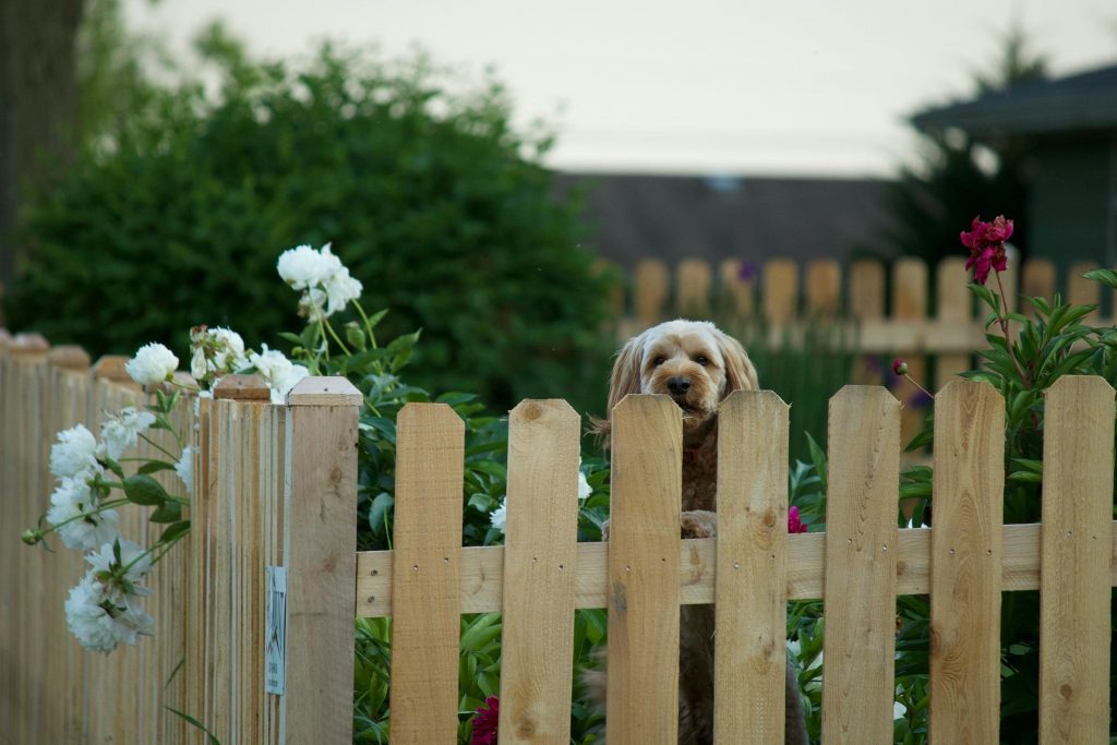 Cute brown dog looking over a wooden fence surrounded by flowers in a backyard garden.